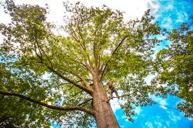 Best Fruit Tree Pruning  in Chimayo, NM