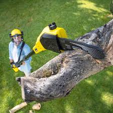 Best Tree Risk Assessment  in Chimayo, NM