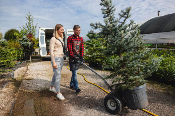 Best Lawn Disease Treatment  in Chimayo, NM