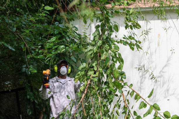 Best Hazardous Tree Removal  in Chimayo, NM